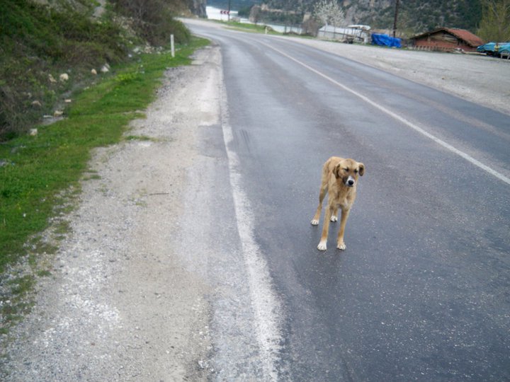 Vezirköprü Darıçayalanı Köyü 2