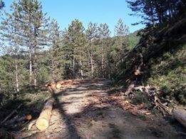 Vezirköprü Darıçay Köyü 10