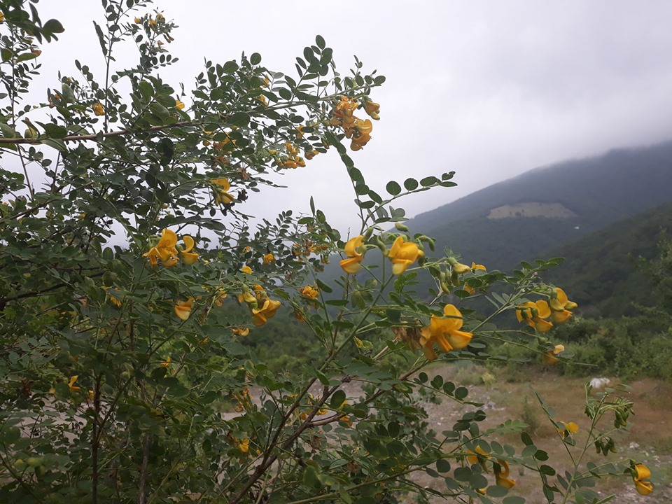 Vezirköprü Çorakdere Köyü 12