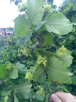 Çatalpınar Kıran Köyü Resimleri 8