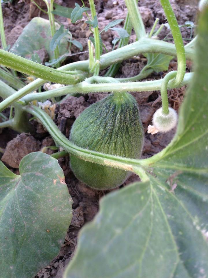 Niksar Geyikgölü Köyü Resimleri 4