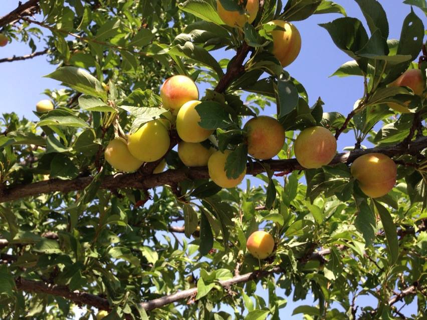 Niksar Geyikgölü Köyü Resimleri 5