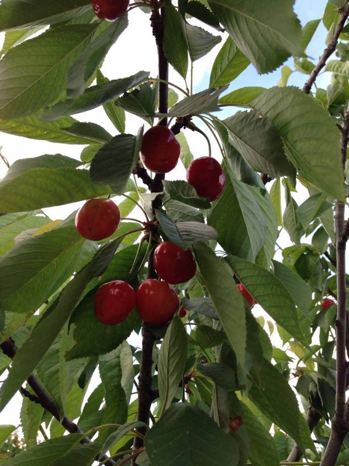 Niksar Geyikgölü Köyü Resimleri 9