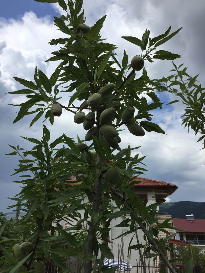 Niksar Gülbayır Köyü Resimleri 2