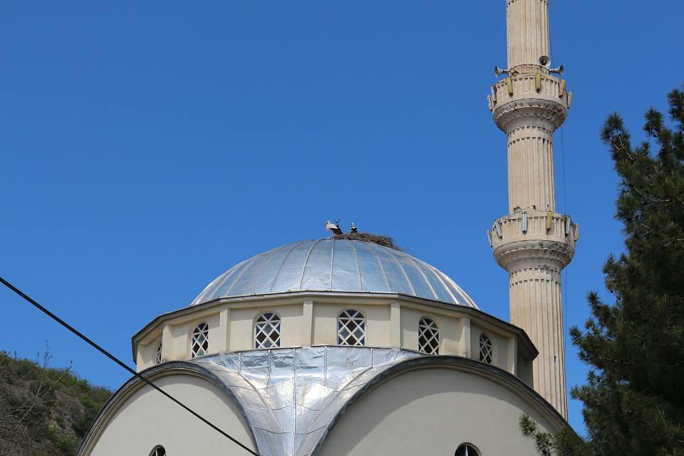 Niksar Günlüce Köyü Resimleri 11