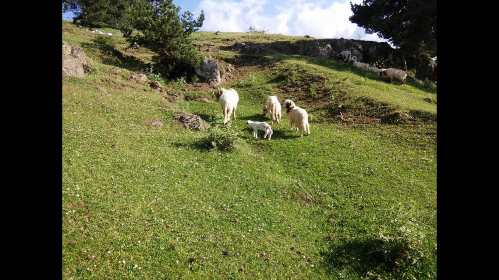 Niksar Güvenli Köyü Resimleri 4