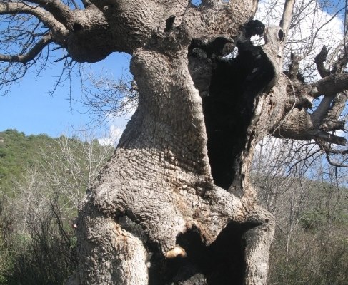 Niksar Hacılı Köyü Resimleri 3