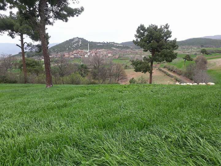 Niksar Hüseyingazi Köyü Resimleri 6