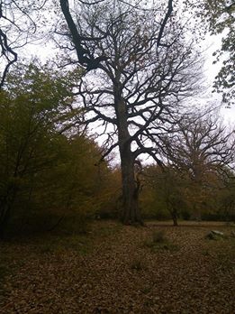 Ladik Mazlumoğlu Köyü Resimleri 3