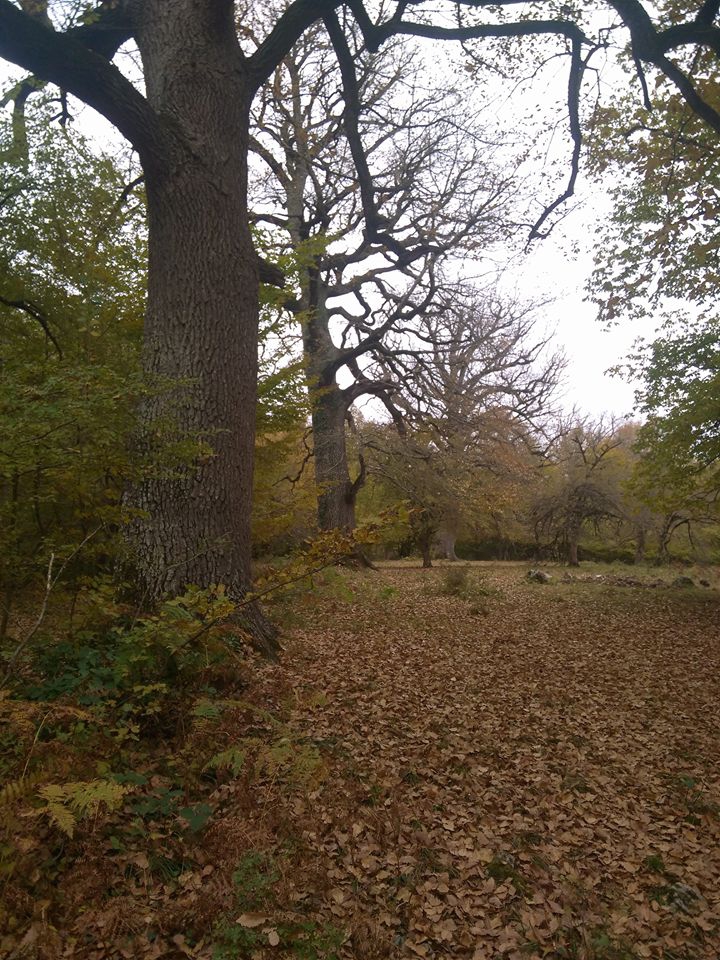 Ladik Mazlumoğlu Köyü Resimleri 8