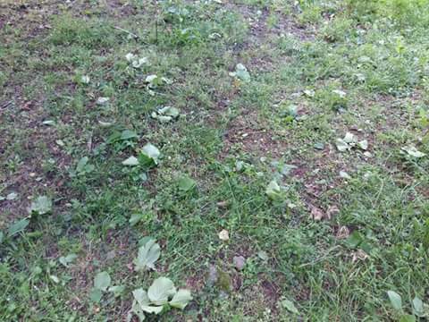 Salıpazarı AlanKöyü Resimleri 1