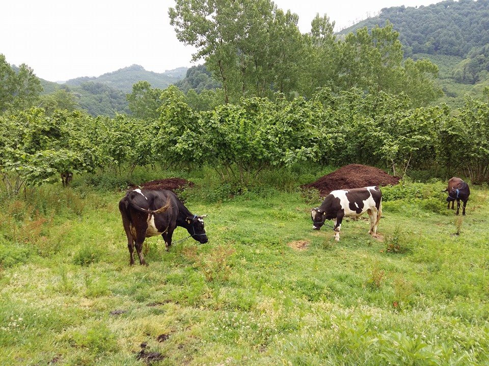 Salıpazarı AlanKöyü Resimleri 10
