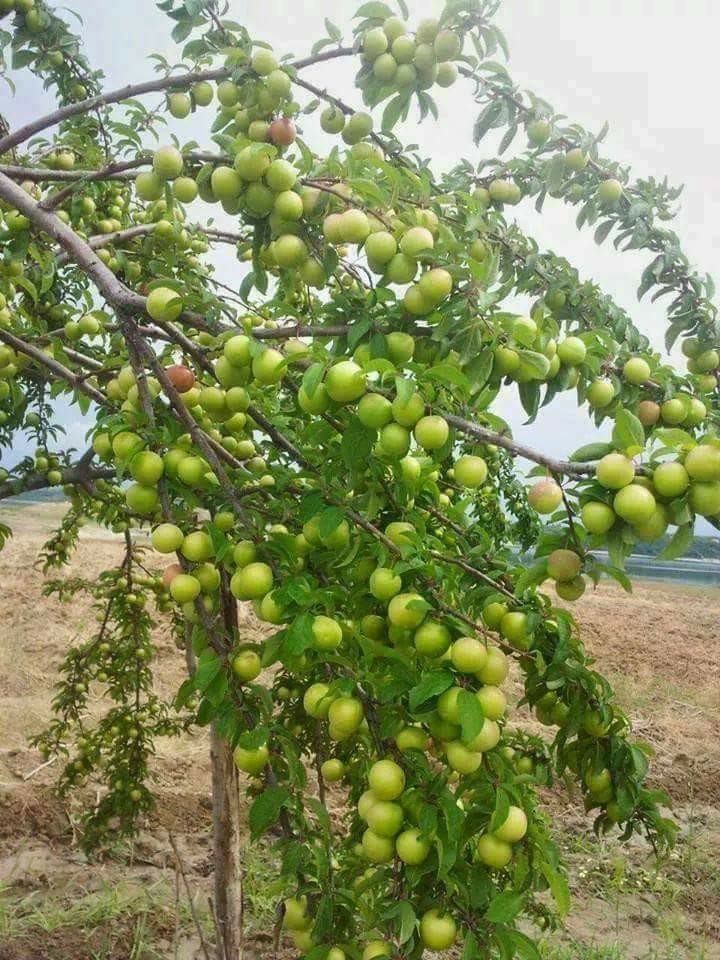 Salıpazarı AlanKöyü Resimleri 12