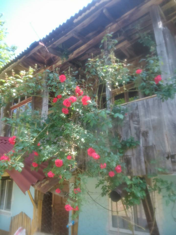 Salıpazarı AlanKöyü Resimleri 5