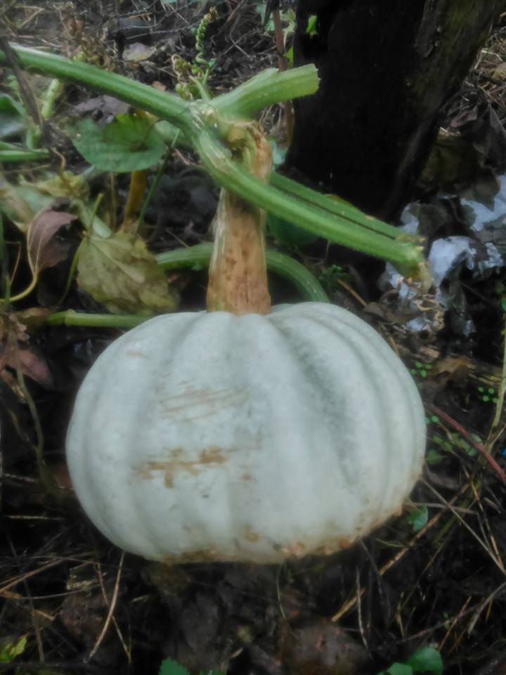 Salıpazarı AlanKöyü Resimleri 6