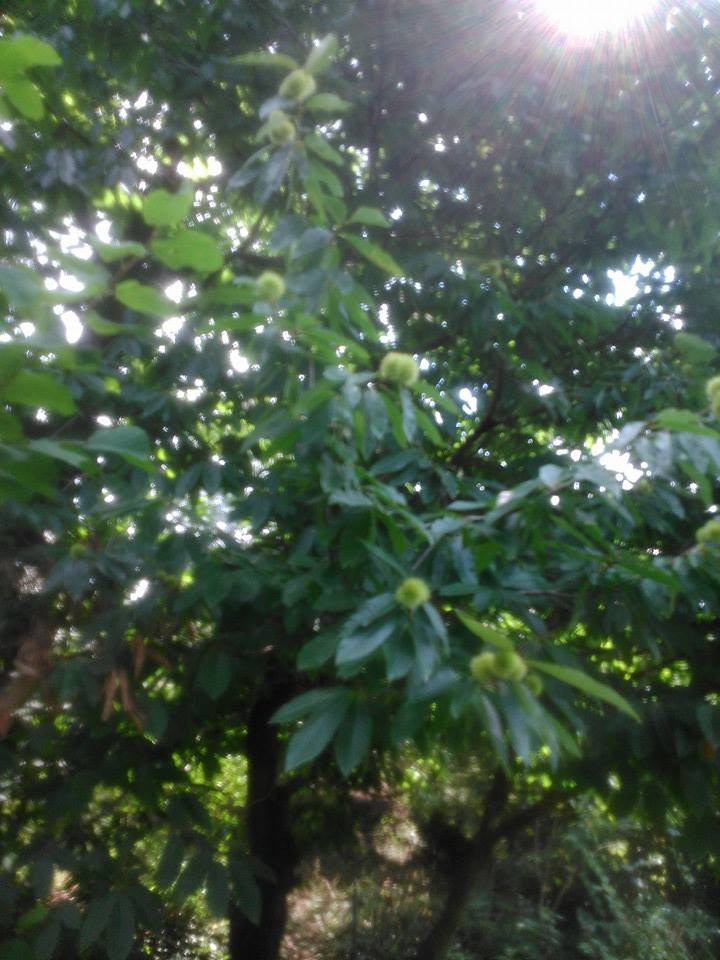 Salıpazarı AlanKöyü Resimleri 9