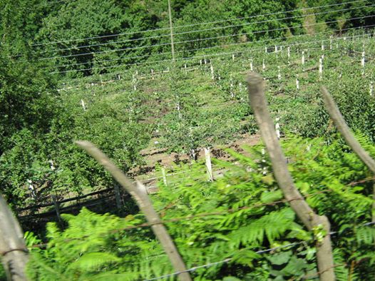 Salıpazarı Kızılot Köyü Resimleri 7