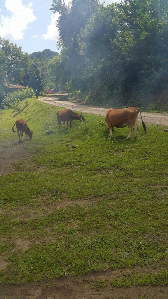 Salıpazarı Konakören Köyü Resimleri 10