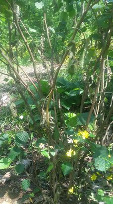 Salıpazarı Muslubey Köyü Resimleri 8