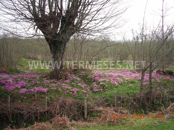 Terme Akbucak Köyü Resimleri 10