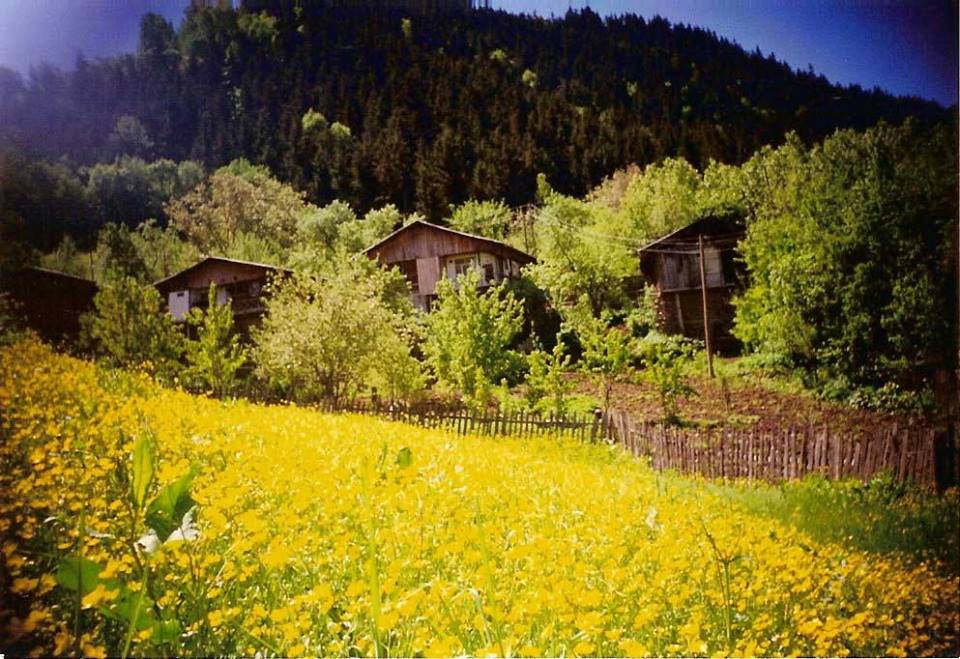 Terme Altınlı Köyü Rsimleri 1