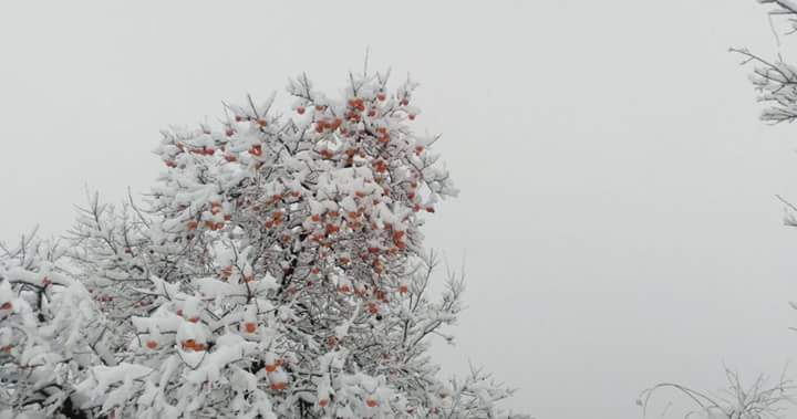 Terme Ambartepe Köyü Resimleri 11