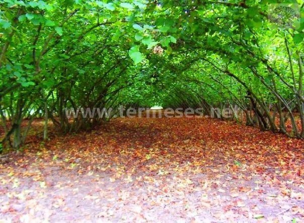 Terme Bafracalı Köyü Resimleri 1