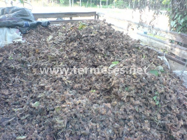 Terme Bafracalı Köyü Resimleri 4