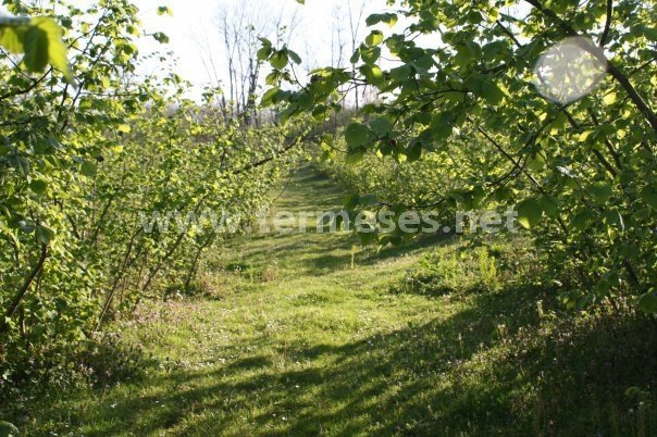 Terme Bafracalı Köyü Resimleri 5