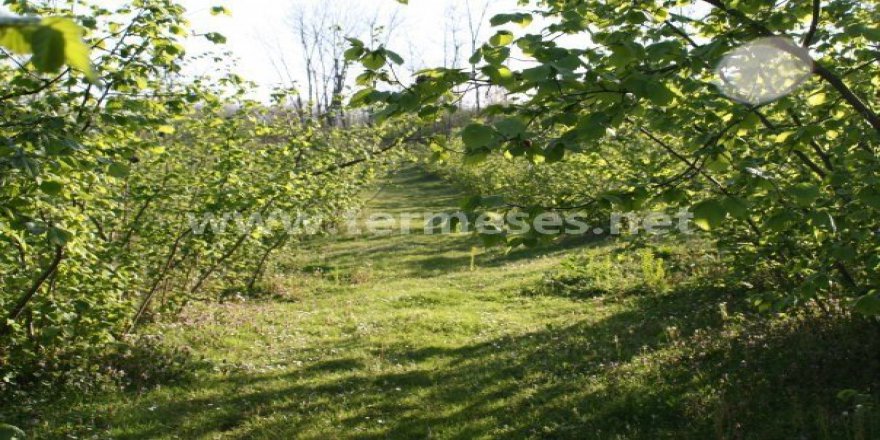 Terme Bafracalı Köyü Resimleri