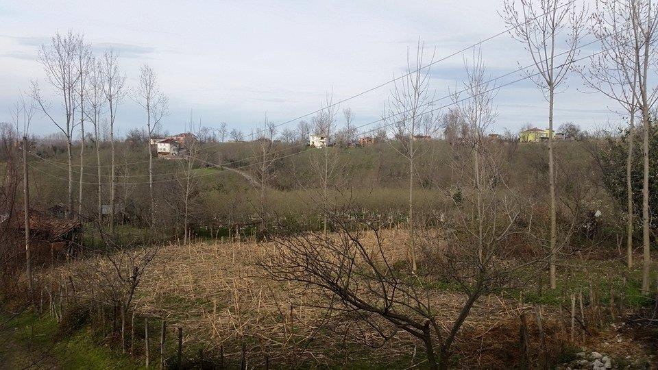 Terme Bazlamaç Köyü Resimleri 5