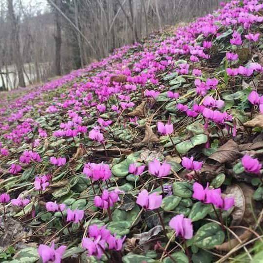 Terme Bazlamaç Köyü Resimleri 9