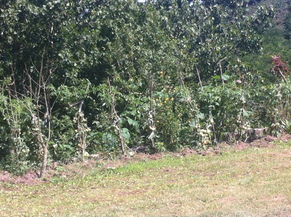 Terme Çamlıca Köyü Resimleri 11