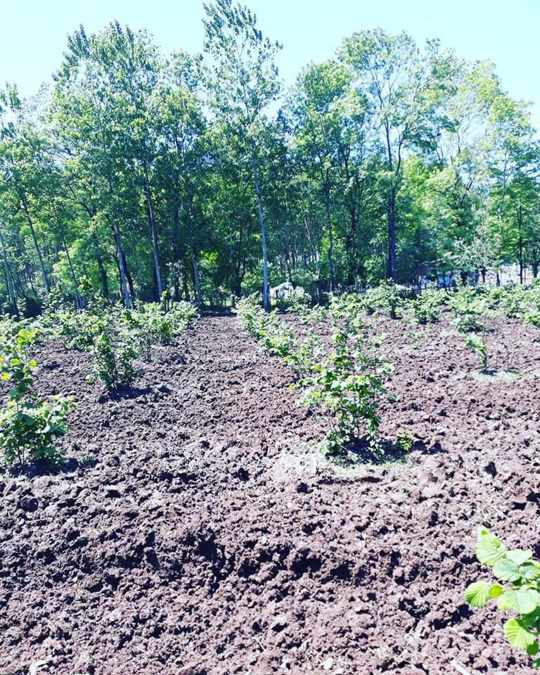 Terme Çardak Köyü Resimleri 2