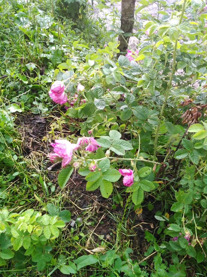 Niksar Karakaş Köyü Resimleri 4