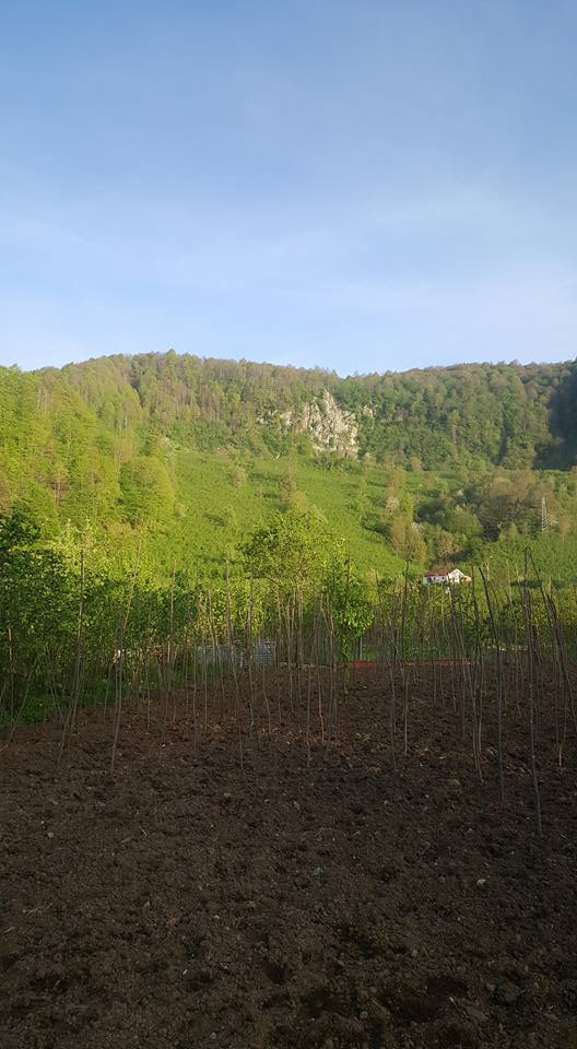 Gölköy Alanyurt Köyü Resimleri 6