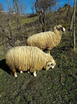 Gölköy Bayıralan Köyü Resimleri 3
