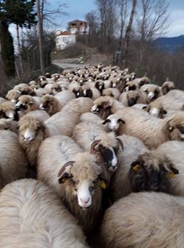 Gölköy Bayıralan Köyü Resimleri 4