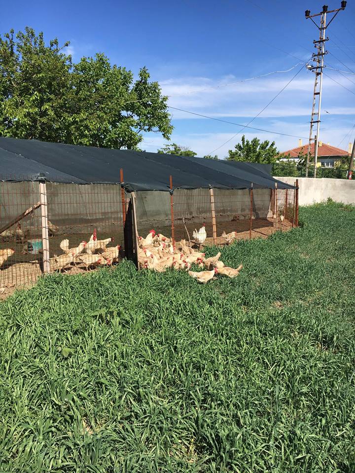 Edirne Musabeyli Köyü Resimleri 7