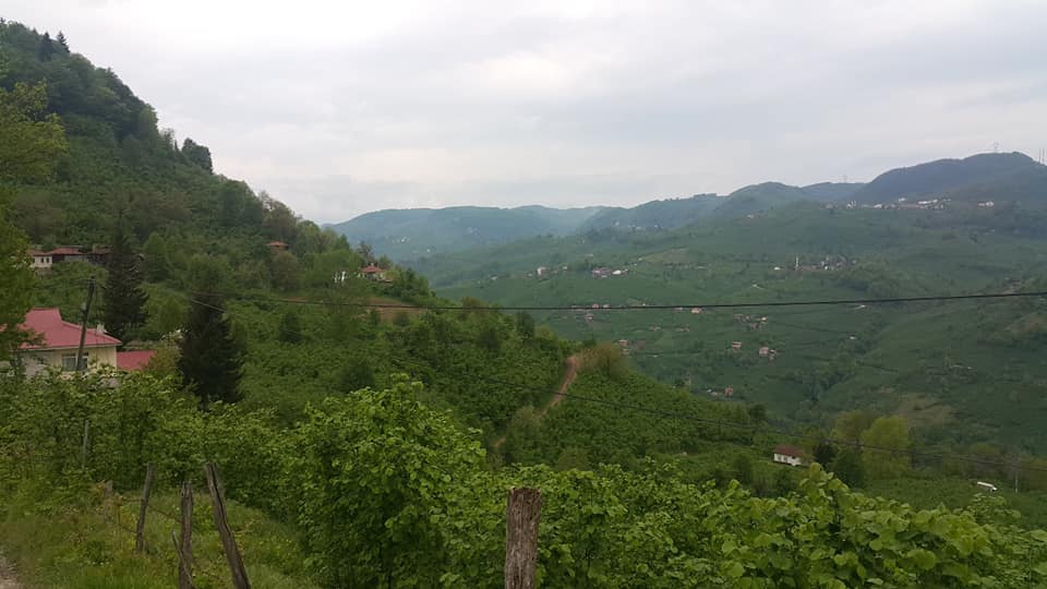 Gölköy Damarlı Köyü Resimleri 3