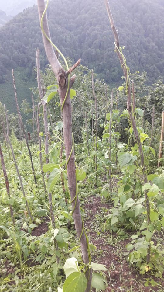 Gölköy Damarlı Köyü Resimleri 6