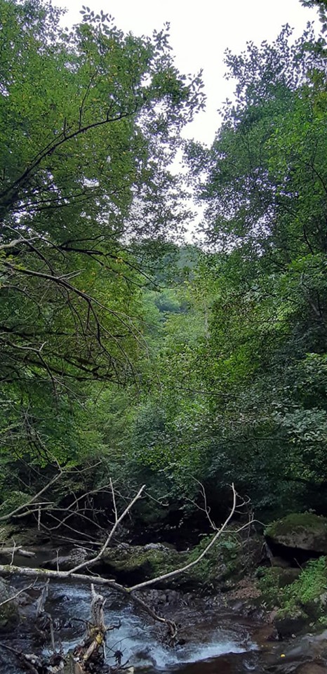Gölköy Damarlı Köyü Resimleri 8