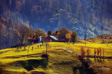 Gölköy Güzelyayla Köyü Resimleri 5