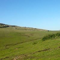 Gölköy Güzelyurt Köyü Resimleri 4