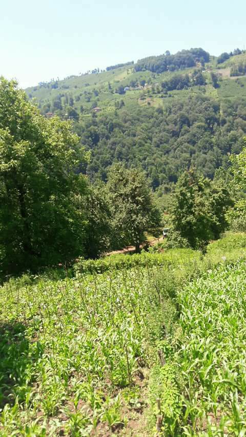 Gölköy Haruniye Köyü Resimleri 1