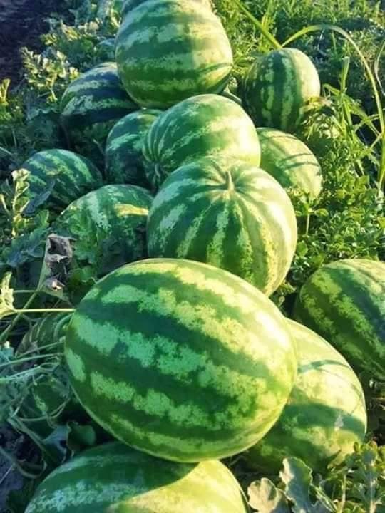 Niksar Kümbetli Köyü Resimleri 5