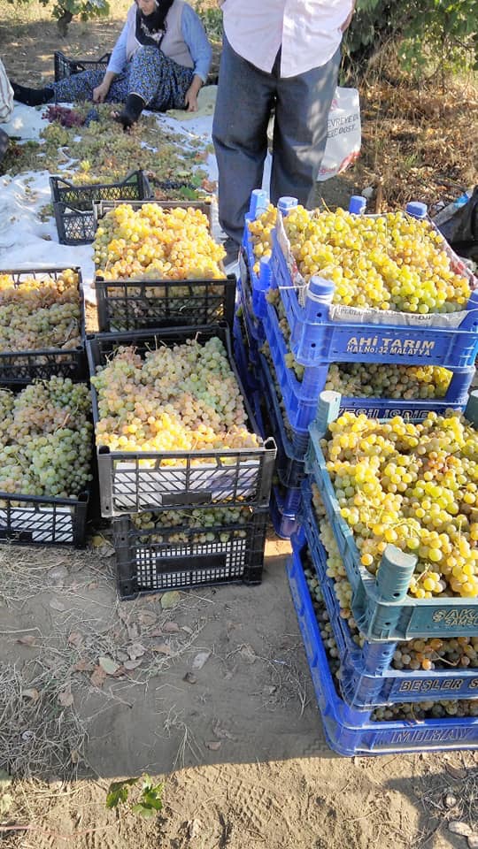 Niksar Kümbetli Köyü Resimleri 6