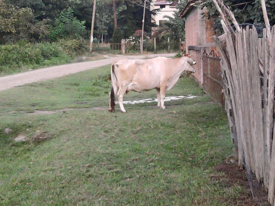 Terme Emiryusuf Köyü Resimleri 11