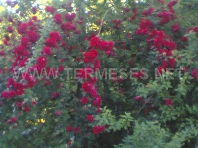 Terme Etyemezli Köyü Resimleri 2