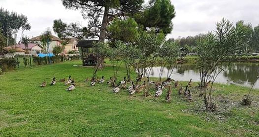 Terme Gölyazı Köyü Resimleri 5